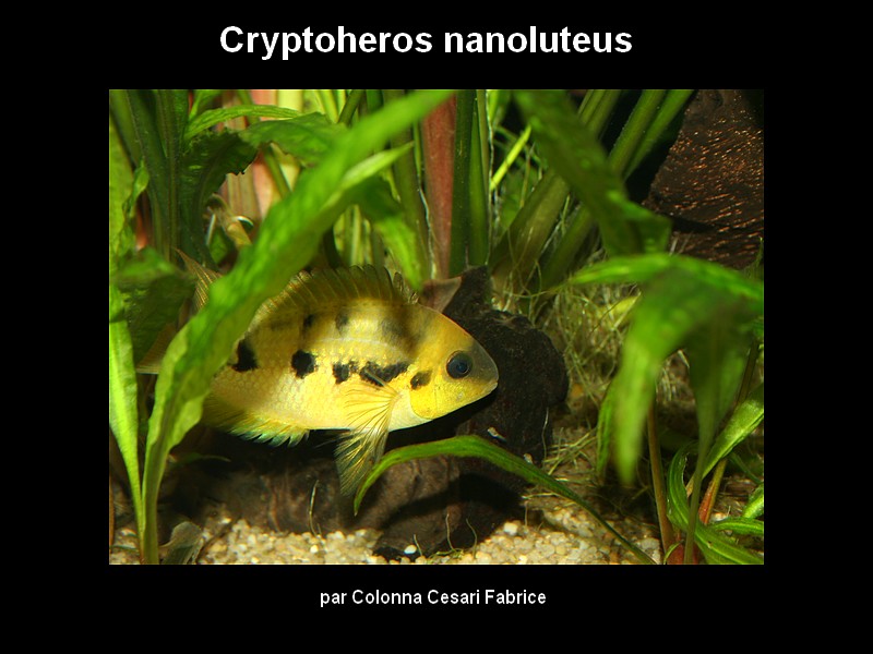 Cryptoheros nanoluteus (Allgayer, 1994) Sans_t12