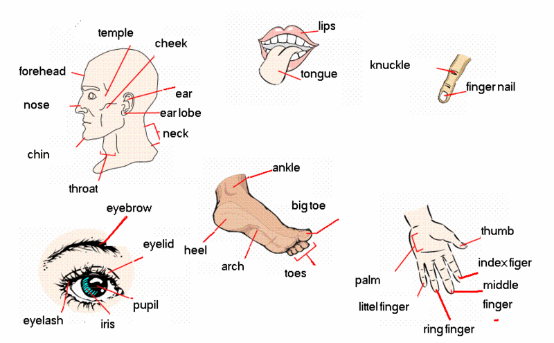 أسماء أجزاء جسم الانسان بالإنجليزية بالصور 8b395210