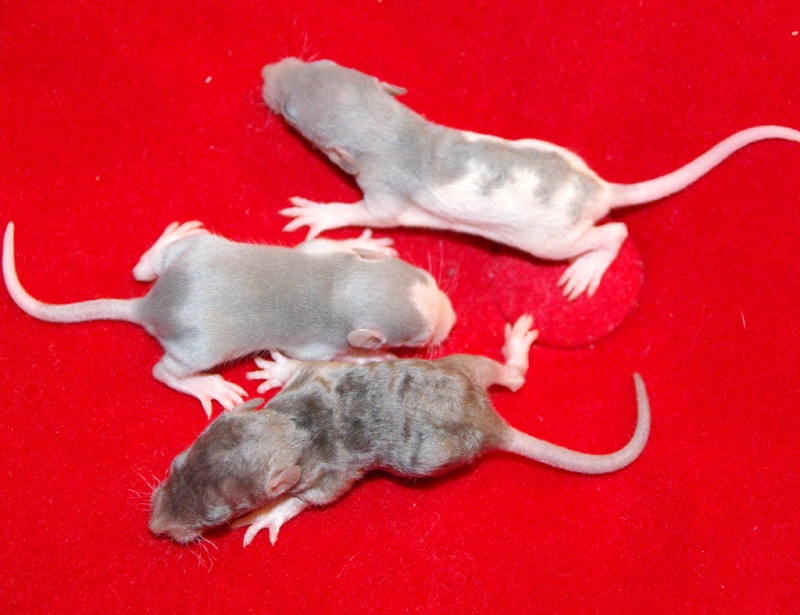 Petit post sur les rats satins Bbs_bl13