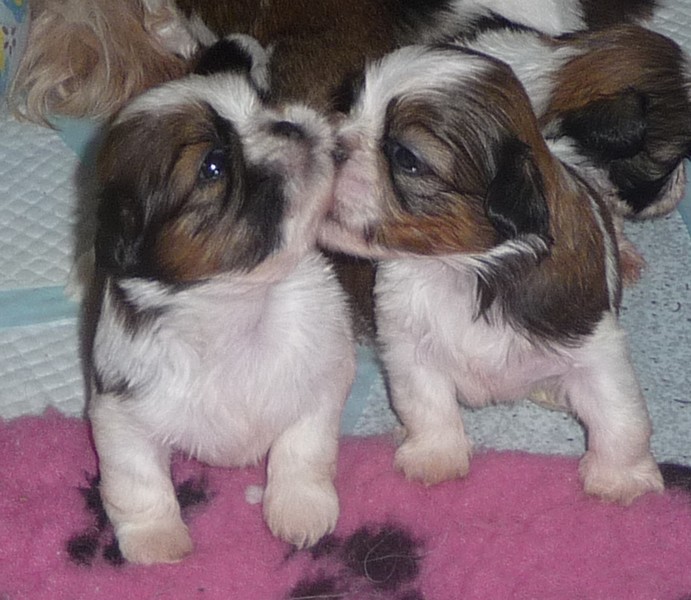 Des pikits shih tzu attendus pour mi mai ! - Page 9 Calins10