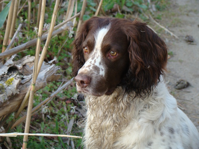 Quel est le nom de votre chien de chasse ? - Page 6 Photo_73