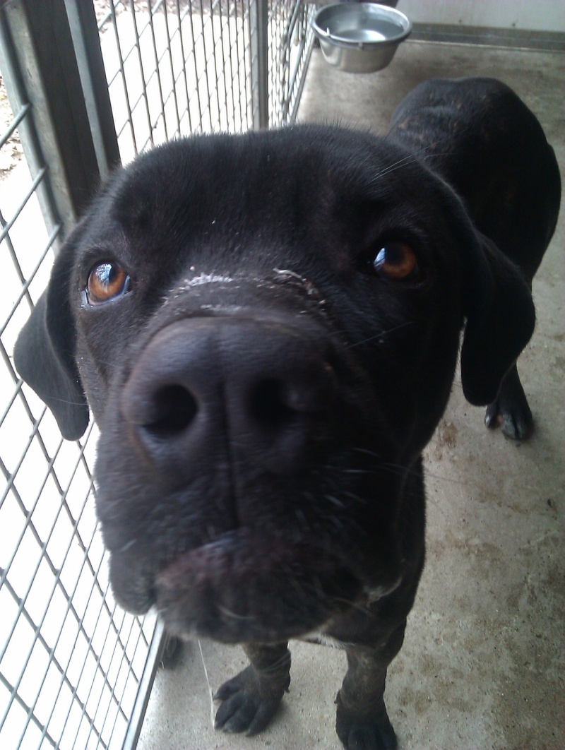 Paco cane corso noir bringé né en août 2012 - Refuge SPA de Forbach Imag0617