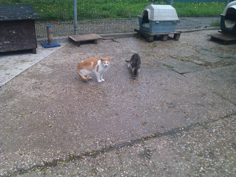 Les matous et minettes à adopter - refuge de Sarrebourg Imag1210