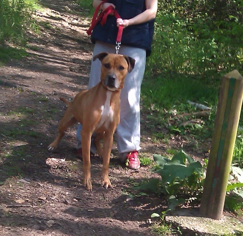 Joy jolie croisée boxer née en 2006 - SPA de Forbach Imag1311