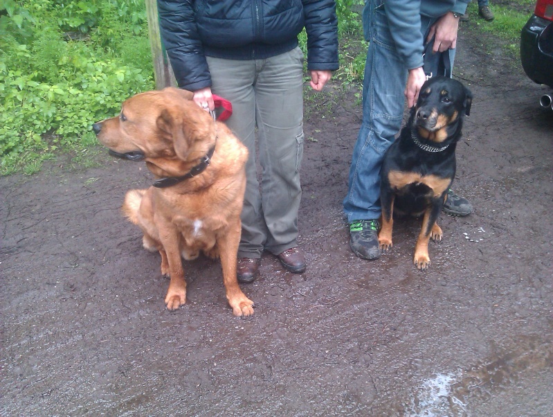 Merlin chiot labrador croisé dogue de bordeaux Imag1434