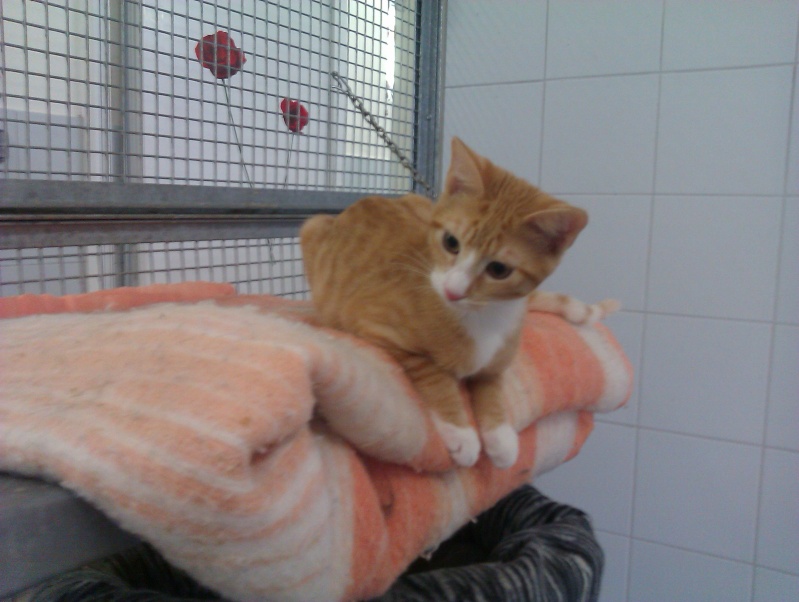Osiris chaton roux et blanc né en février 2013 - Refuge SPA de Forbach Imag1719