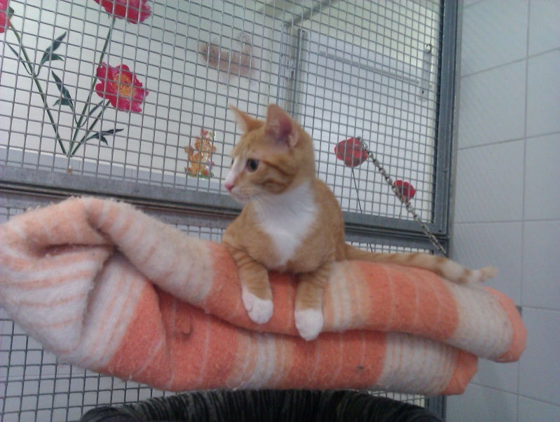 Osiris chaton roux et blanc né en février 2013 - Refuge SPA de Forbach Imag1720