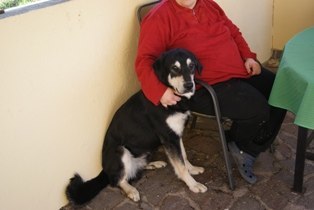 Rox croisé beauceron né en avril 2011 - Refuge SPA de Forbach Rox110
