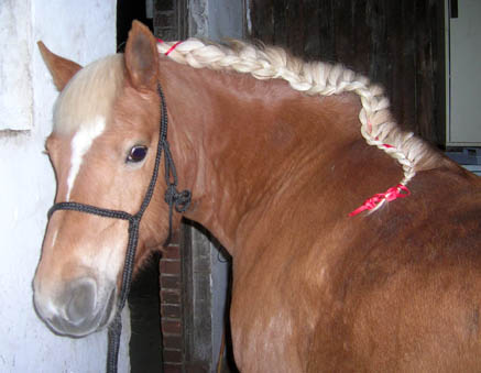 1-Jähriger Pferde-Beautywettbewerb - Abstimmung Sneeky12
