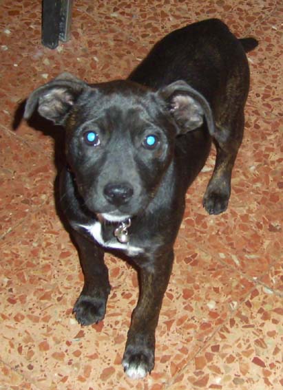 Zara, cachorra 4 meses cruce de staffordshire (adoptada) Zara_o10