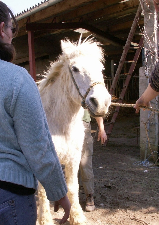 Eclaire, jument demi trait en fin de gestation Pict3446