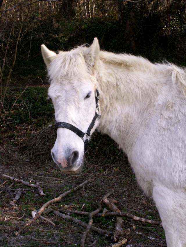 Eclaire, jument demi trait en fin de gestation Pict3512