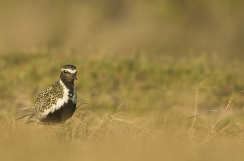 LOCAL: Reserva Ornitológica do Mindelo - Página 2 Taramb10