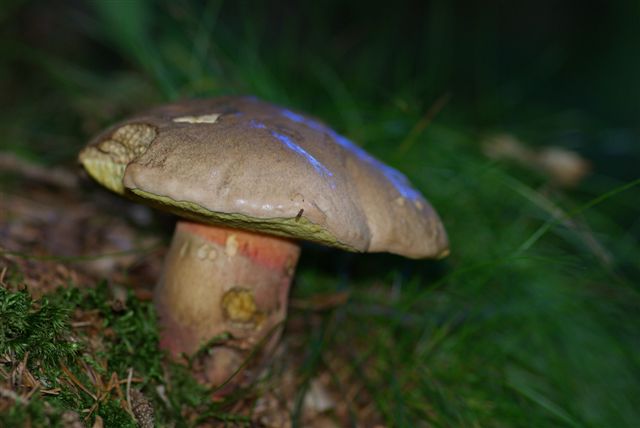 champignons - Page 2 Imgp0210