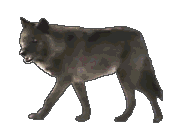 Les loups...... - Page 2 4ryr2k10