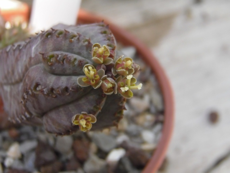 Les micros fleurs des Euphorbia ! + Quelque identification P8040012