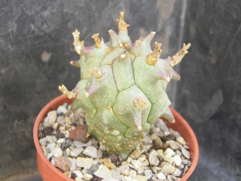 Les micros fleurs des Euphorbia ! + Quelque identification P8040019