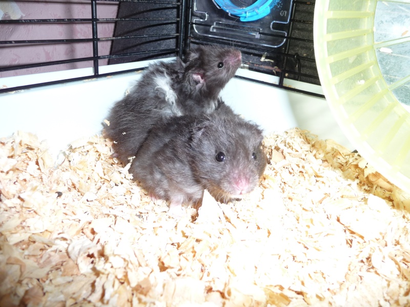 bébés hamsters P1020713