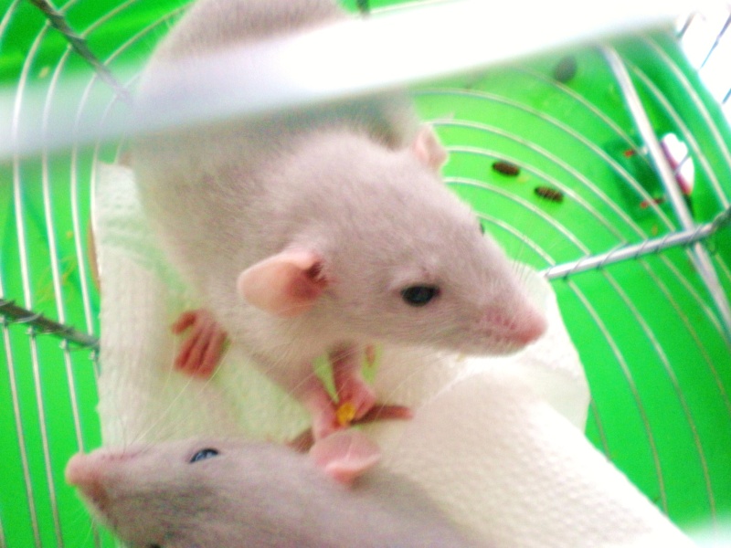 [recherche] photo de rat pour projet de bac - Page 2 P9051010