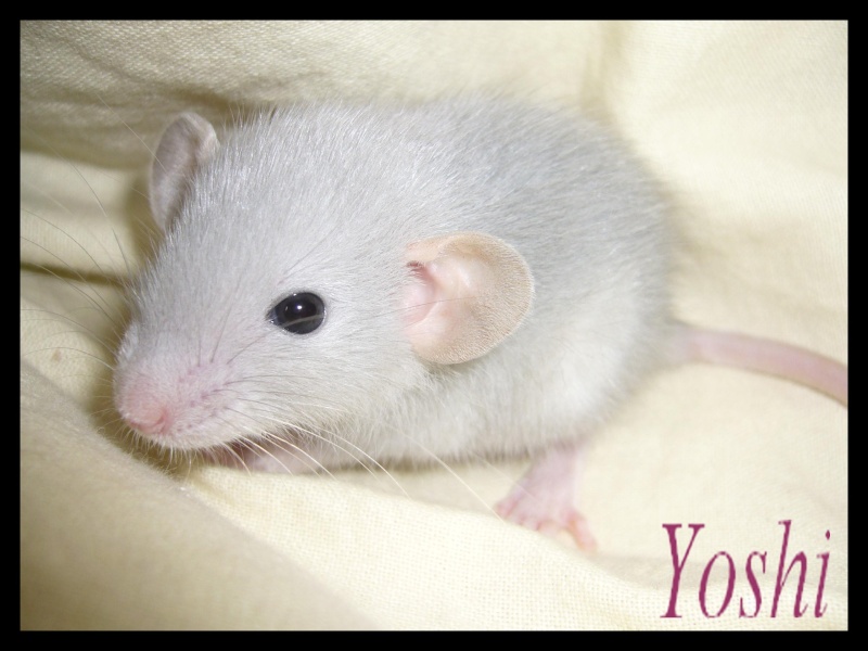 [recherche] photo de rat pour projet de bac - Page 2 Yoshi_10
