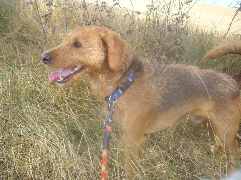 Caramel, croisé fox/griffon de 4 ans Carame11