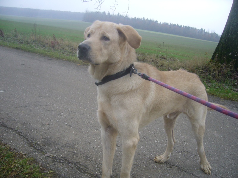 Chucky, croisé labrador sable de 1 an 1/2 Chuky_10