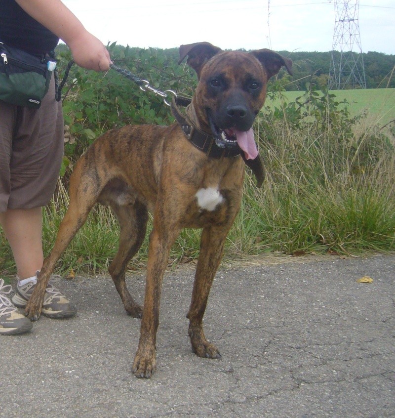 Djoys, croisé boxer bringé/malinois, 1 an 1/2 Djoys_15