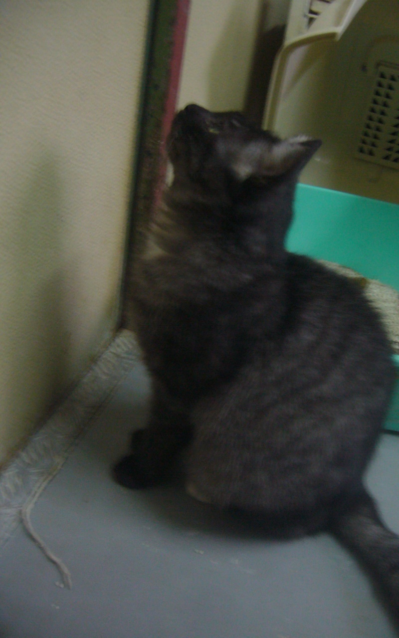 Mimi, chat tigré couleur noir fumé de 5 ans Mimi_310