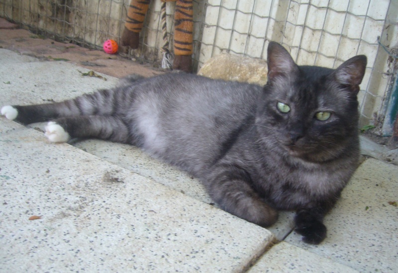 Mimi, chat tigré couleur noir fumé de 5 ans Mimi_s10