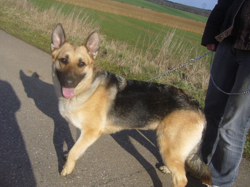 Peggy, croisée berger allemand, environ 1 an, stérilisée Peggy_14