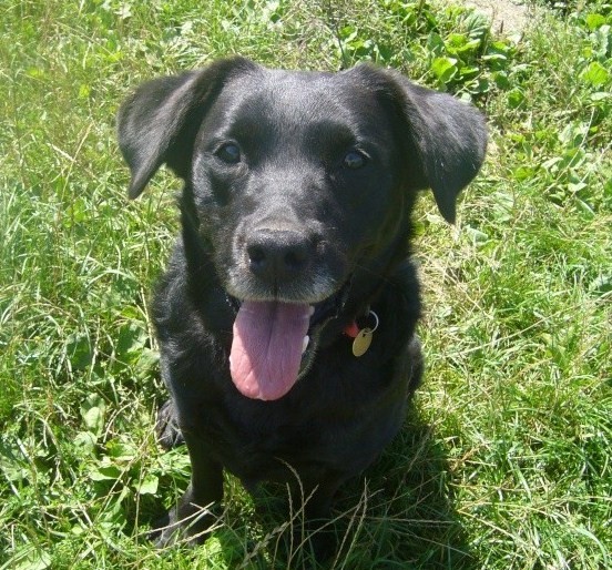 Prince, petit croisé labrador noir de 8 ans, castré Prince21