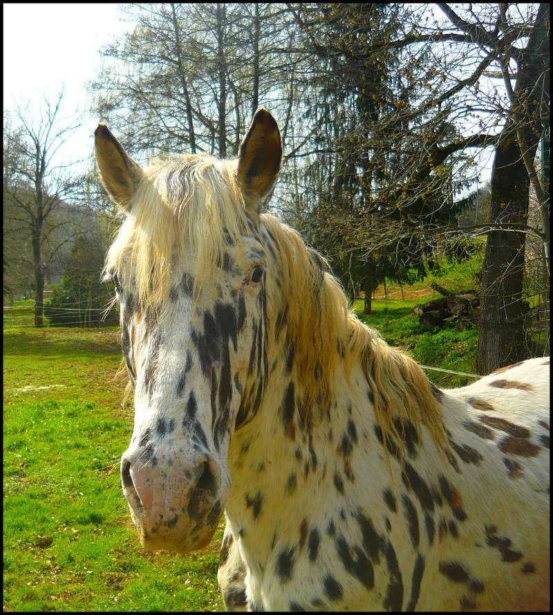 Apache, etalon appaloosa, nouvelles photos ! Apache14