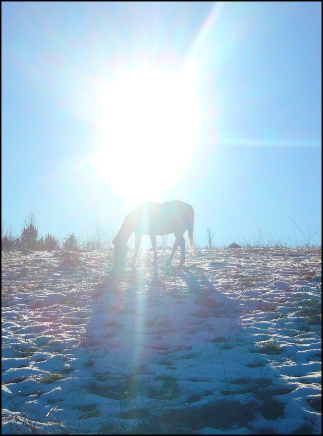 CONCOURS PHOTOS: Les chevaux et la magie... - Page 2 Soleil10