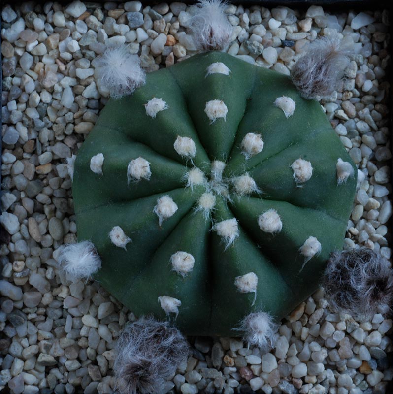 Echinopsis subdenudata 2410