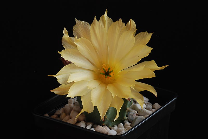 Floraisons de Cactus chez Boun 5610