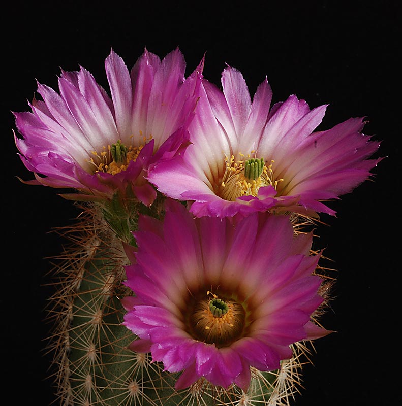 Floraisons de Cactus chez Boun 7610