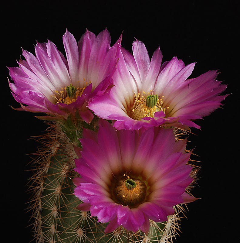 Echinocereus 7610