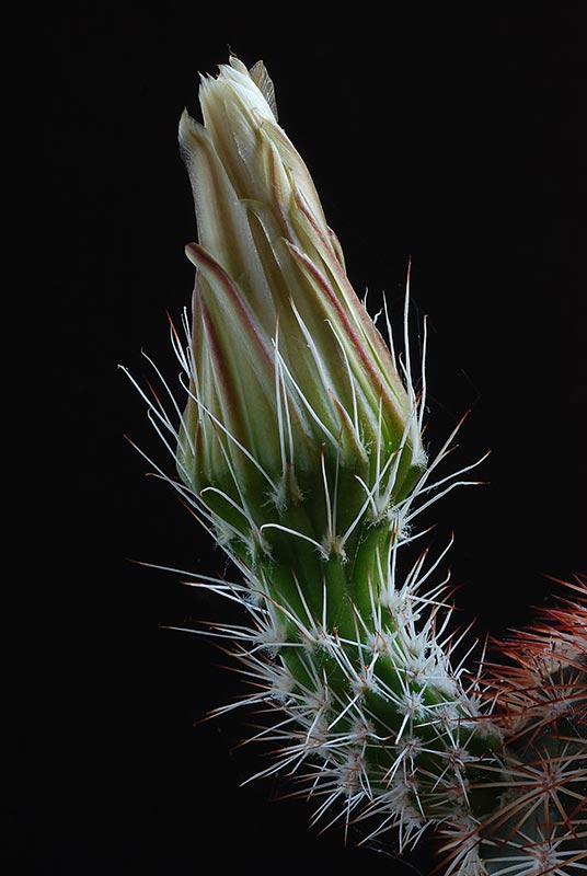 Floraisons de Cactus chez Boun Echino10