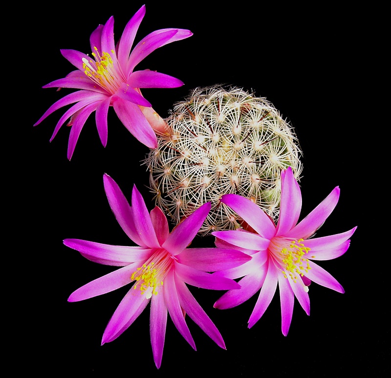 Floraisons de Cactus chez Boun  - Page 3 Mammil10