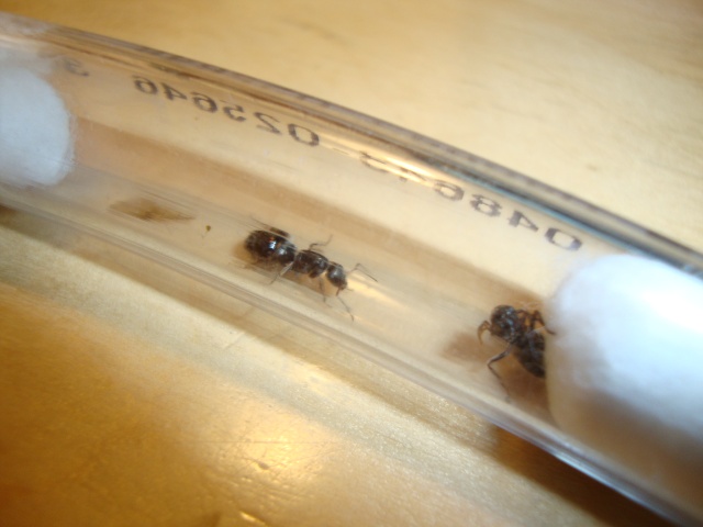 Journal De Bord (Camponotus Novaeboracensis, Lasius Sp) - Polyman Dsc03922