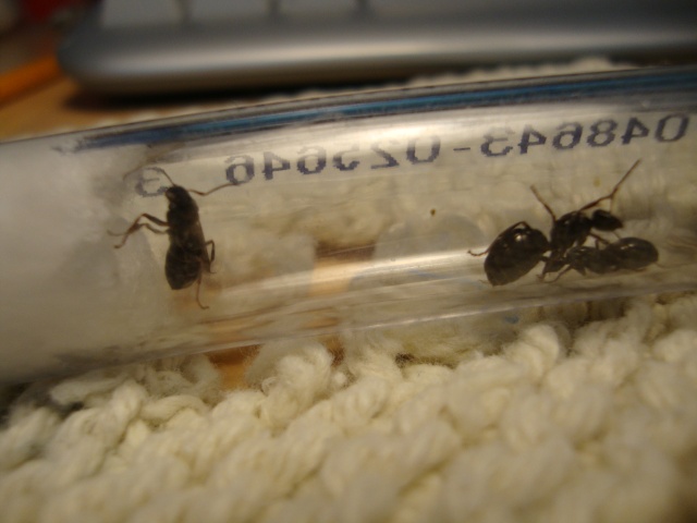 Journal De Bord (Camponotus Novaeboracensis, Lasius Sp) - Polyman Dsc03927