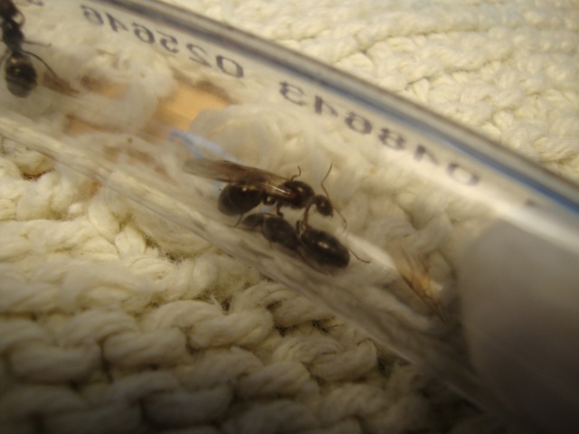 Journal De Bord (Camponotus Novaeboracensis, Lasius Sp) - Polyman Dsc03929