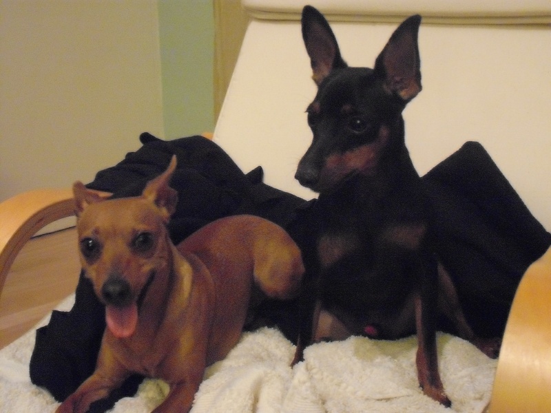 Snoopy, 10 mois, Pinscher Nain, noir & feu LOF castré - Page 3 02711