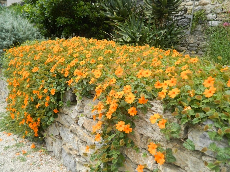 Suzanne aux yeux noirs / Thunbergia alata - Page 2 Hyeres11