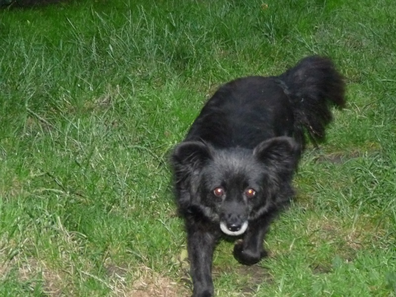 Foxie, Femelle croisée papillon de 8 ans P1060112