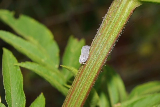 identification d'insecte Argoul10