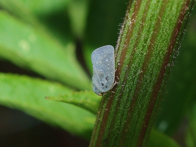 identification d'insecte Argoul11