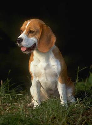 Beagle Beagle10