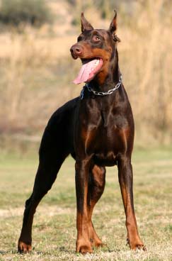 Doberman Doberm10