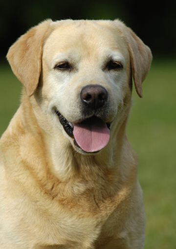 Labrador Labrad10